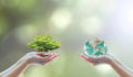 Stakeholders praise landmark IPBES business and nature report Two people human hands holding/ saving growing big tree on soil eco bio globe in clean CSR ESG natural sunlight background World environment day go green concept Element of the image furnished by NASA