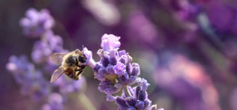 biodiversity, natural capital, nature, natural asset