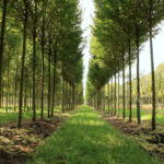 ‘Difficult to find place’ for natural capital allocation, says UK pension investor Tree nursery