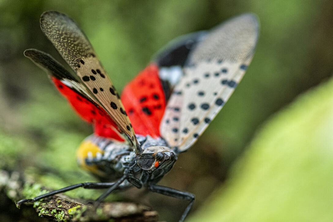 Close-up of a Spotted Lanternfly (Lycorma delicatula) crawling on a Maple tree trunk in Northeast Maryland Close-up of a Spotted Lanternfly (Lycorma delicatula) crawling on a Maple tree trunk in Northeast Maryland