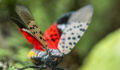 Big read: Getting to grips with invasive species Close-up of a Spotted Lanternfly (Lycorma delicatula) crawling on a Maple tree trunk in Northeast Maryland