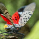 Big read: Getting to grips with invasive species Close-up of a Spotted Lanternfly (Lycorma delicatula) crawling on a Maple tree trunk in Northeast Maryland