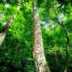 Green trees in forest.