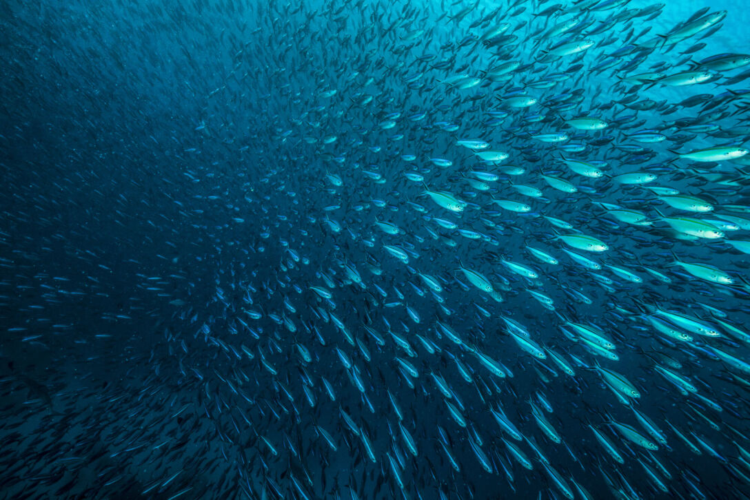 School of Fish School of fish swimming