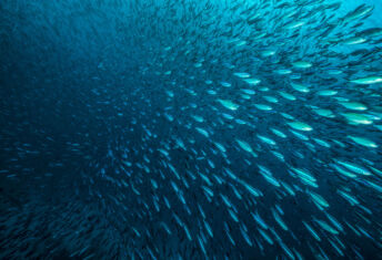 School of fish swimming