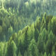 Evergreen trees in forest of spruce, fir and pine