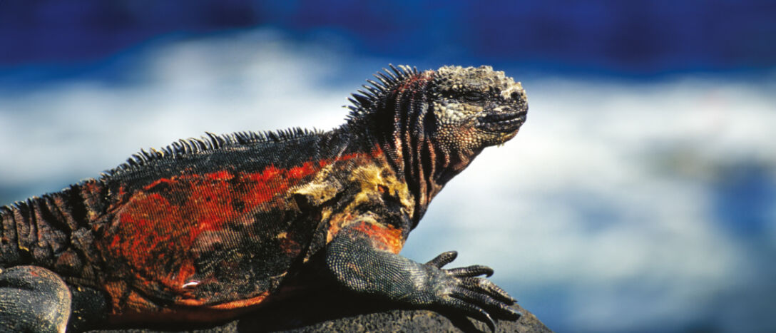Marine iguana in the Galapagos Marine iguana in the Galapagos