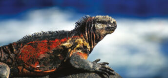 Marine iguana in the Galapagos