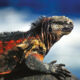 How OFC is swapping debt for nature Marine iguana in the Galapagos