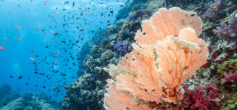 RI Nature Survey: Investors back mandatory disclosures