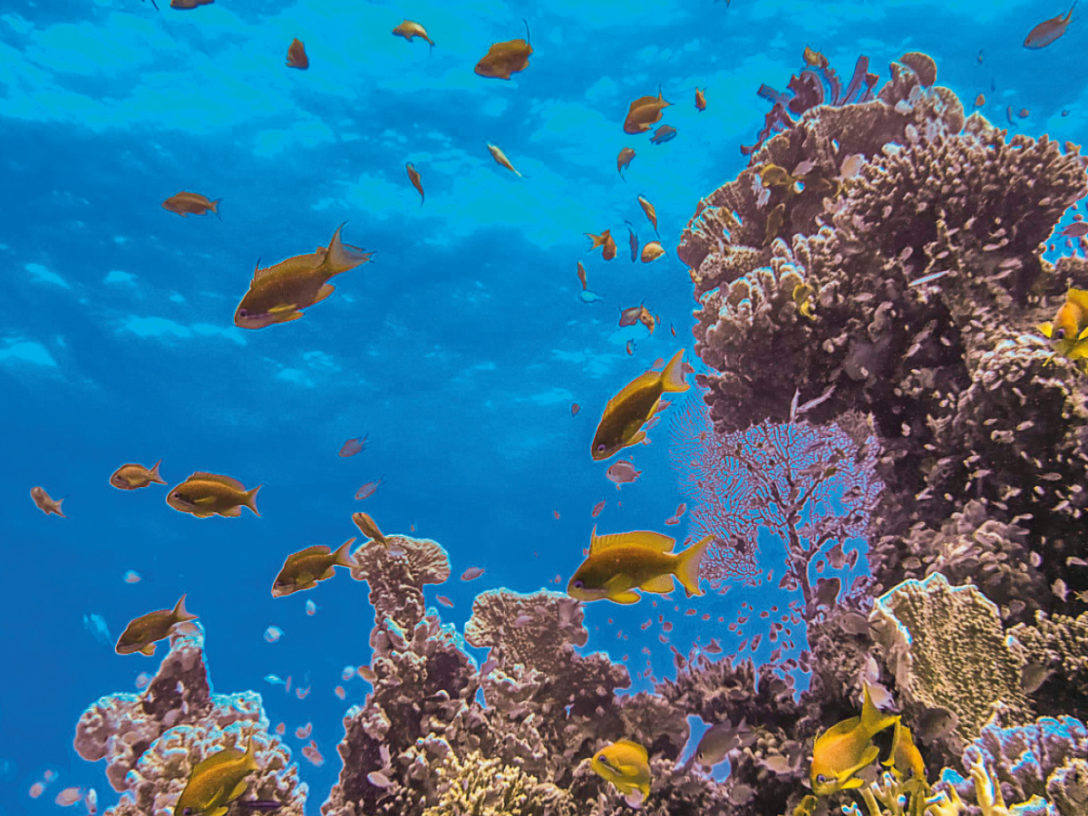 fish ocean biodiversity