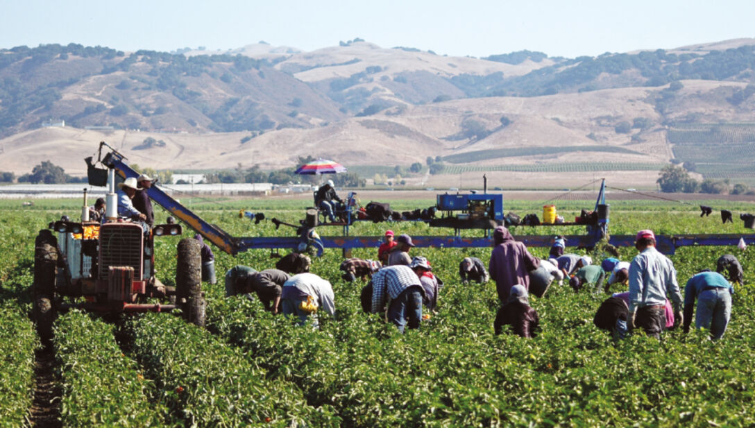 Farm workers harvesting yellow peppers in California Farm workers harvesting yellow peppers in California