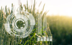 Wheat field with data overlay