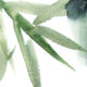 Bamboo watercolour